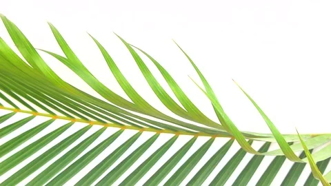 Green palm leaf isolated on white background Stock Footage 136571147