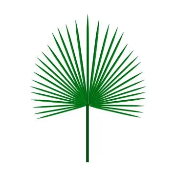 Green palm leaf on isolated white background, vector illustration Stock Illustration