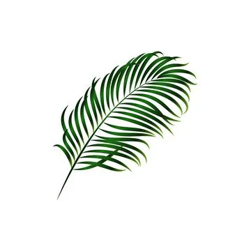 Green palm leaf isolated on white background. Vector element  Stock Illustration