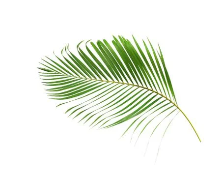 Green palm leaf isolated on white for summer background Stock Photos