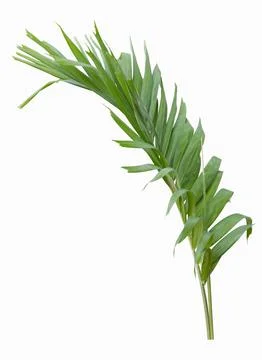 Green palm leaf isolated on white background Stock Photos