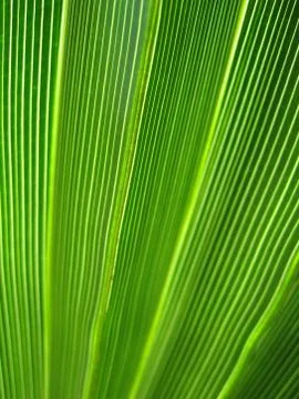 Green palm leaf, macro Foto stock