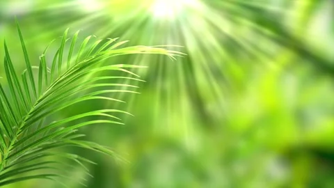 Green palm leaf motion isolated on blurred soft bokeh light animation background Stock Footage 257935743