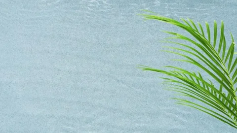 Green palm leaf motion isolated on transparent water wave Stock Footage 258111360