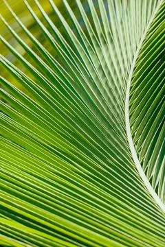 Green palm leaf pattern, natural abstract photo Stock Photos