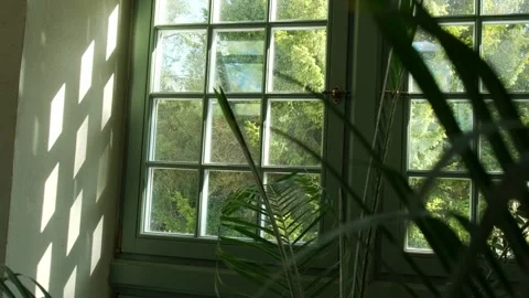 Green palm leaf pattern texture abstract background with window indoors, concept 스톡 동영상 242478375