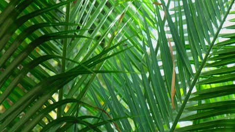 Green palm leaf pattern texture abstract background tropical forest, concept of Video stock 244197281