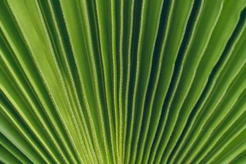Green palm leaf pattern texture abstract background. Stock Photos