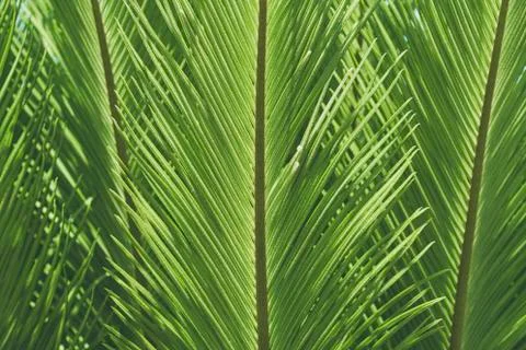 Green palm leaf pattern texture abstract background. Stock Photos