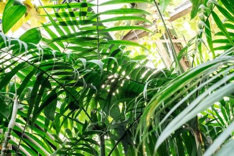 Green palm leaf pattern texture abstract background. Copy space for graphic d Stockfoto's