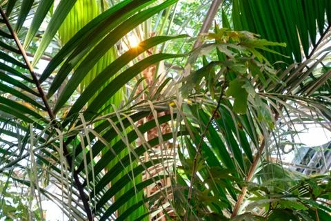 Green palm leaf pattern texture abstract background. Copy space for graphic d 스톡 사진