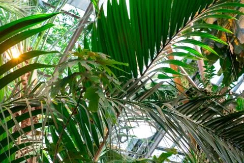 Green palm leaf pattern texture abstract background. Copy space for graphic d Stock Photos