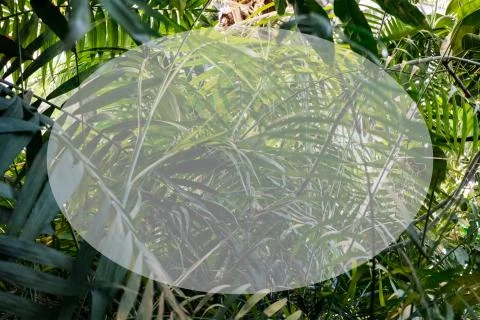 Green palm leaf pattern texture abstract background. Copy space for graphic d Foto stock