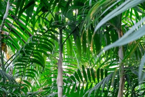 Green palm leaf pattern texture abstract background. Copy space for graphic d Stock Photos