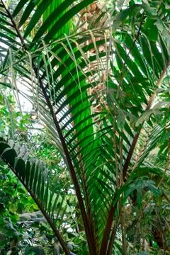 Green palm leaf pattern texture abstract background. Copy space for graphic Stock Photos