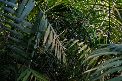Green palm leaf pattern texture abstract background. Copy space for graphic 스톡 사진
