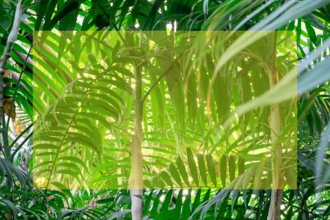 Green palm leaf pattern texture abstract background. Copy space for graphic Stock Photos