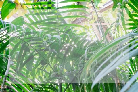 Green palm leaf pattern texture abstract background. Copy space for graphic Stock Photos