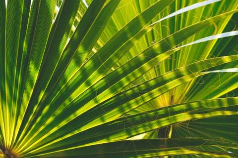 Green palm leaf pattern texture abstract background Stock Photos