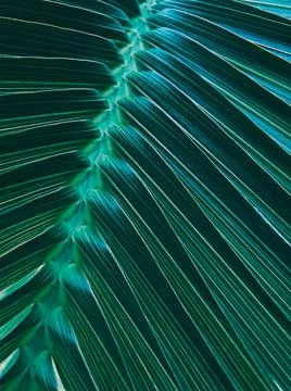 Green palm leaf pattern texture background in tropical island. Stock Photos