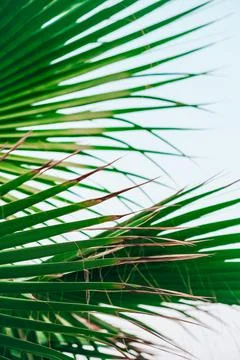 Green palm leaf pattern texture abstract background tropical forest, concept  Stock Photos