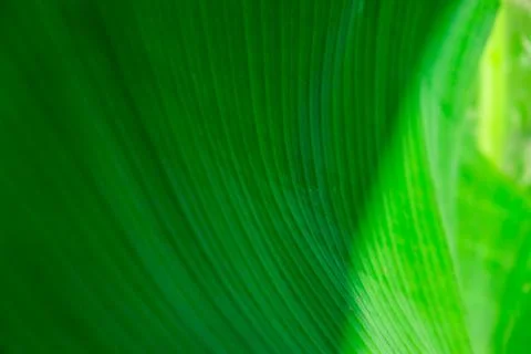 Green palm leaf pattern texture abstract background tropical forest, concept  Stock Photos