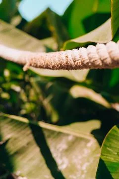 Green palm leaf pattern texture abstract background tropical forest, concept  Foto stock
