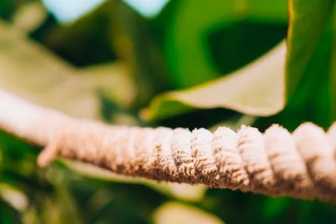Green palm leaf pattern texture abstract background tropical forest, concept  Stock Photos
