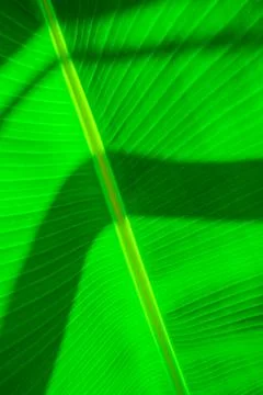 Green palm leaf pattern texture abstract background tropical forest, concept  Foto stock