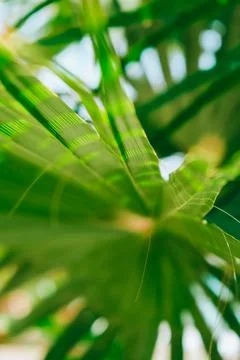Green palm leaf pattern texture abstract background tropical forest, concept  Stock Photos