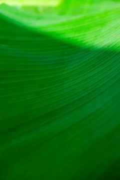 Green palm leaf pattern texture abstract background tropical forest, concept  Stock Photos