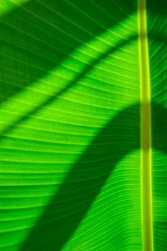 Green palm leaf pattern texture abstract background tropical forest, concept  Stock Photos