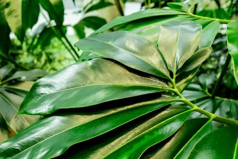 Green palm leaf pattern texture abstract background tropical forest, concept of Stock Photos