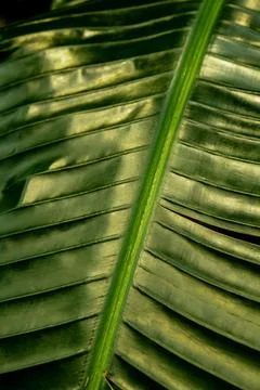 Green palm leaf pattern texture abstract background tropical forest, concept of Stock Photos