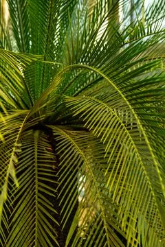 Green palm leaf pattern texture abstract background tropical forest, concept of Stock Photos
