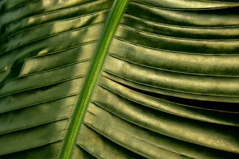 Green palm leaf pattern texture abstract background tropical forest, concept of Stock Photos