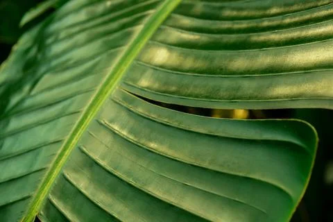 Green palm leaf pattern texture abstract background tropical forest, concept of Stock Photos