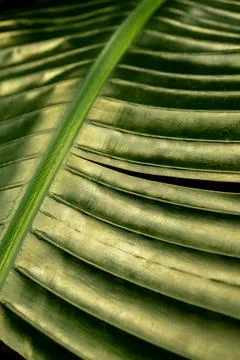 Green palm leaf pattern texture abstract background tropical forest, concept of Stock Photos