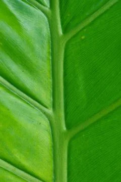 Green palm leaf Stock Photos