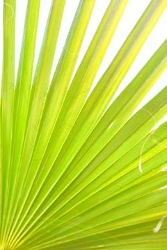 Green palm leaf Stock Photos