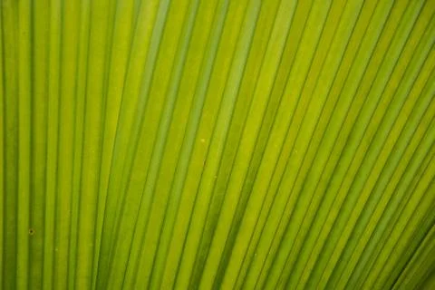 Green palm leaf Stock Photos