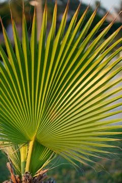 Green palm leaf Stock Photos