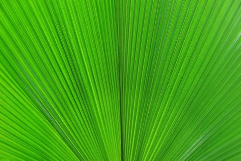 Green palm Leaf Stock Photos