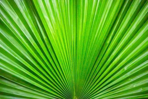 Green palm leaf Foto stock