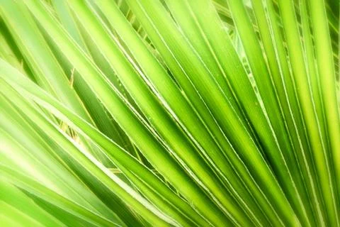 Green palm leaf Stock Photos