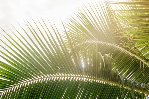 Green palm leaf Stock Photos