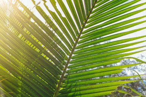 Green palm leaf Stock Photos