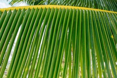Green palm leaf Stock Photos