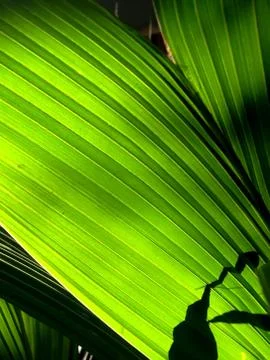 Green palm leaf Stock Photos