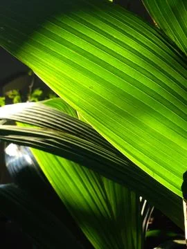 Green palm leaf Stock Photos